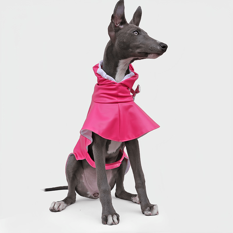 Waterproof Whippet Dog Raincoat Fashion Pointed Hood Bow - PIKAPIKA